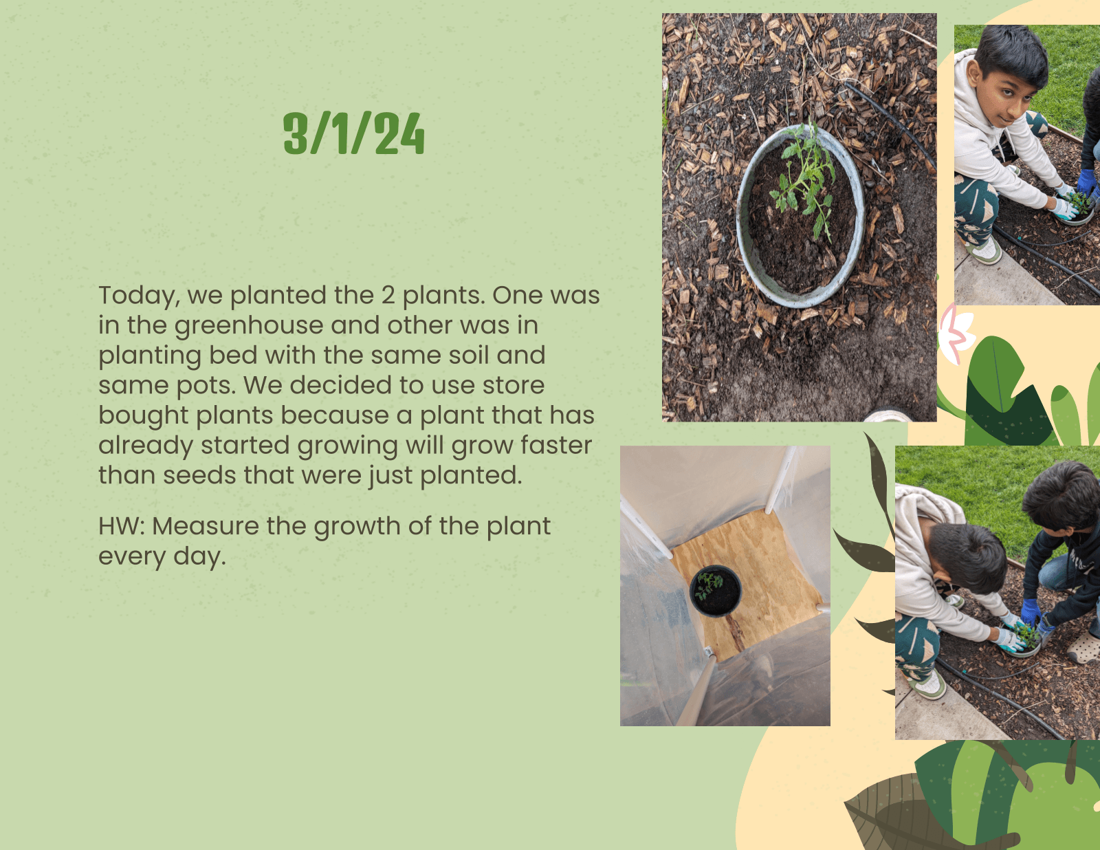 Agritech planting and setup phase for the controlled growth test